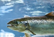 Хетчері – місце, де вирощують лосось