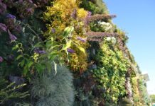 Инновационное озеленение по-ванкуверски: зелёные стены и дроновая посадка деревьев