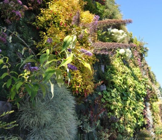 Інноваційне озеленення по-ванкуверськи: зелені стіни та дронова посадка дерев