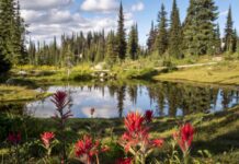 Mount Revelstoke – A Park with a Rich History