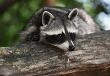 Єноти в Британській Колумбії: популяція, особливості життєдіяльності та взаємодія з людьми