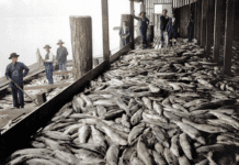 История рыбной промышленности в Ванкувере