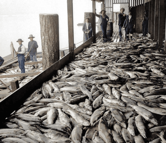 The History of Vancouver’s Fishing Industry