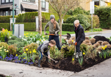 Озеленение Ванкувера: проблематика, почему важно?