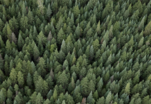 Forestry in Vancouver