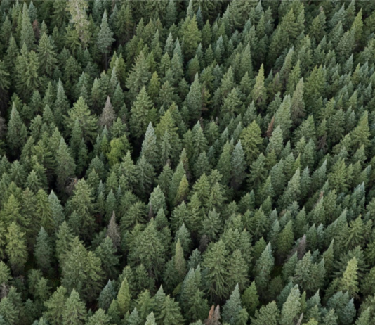 Forestry in Vancouver