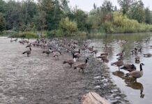 John Hendry Park (Trout Lake Park)