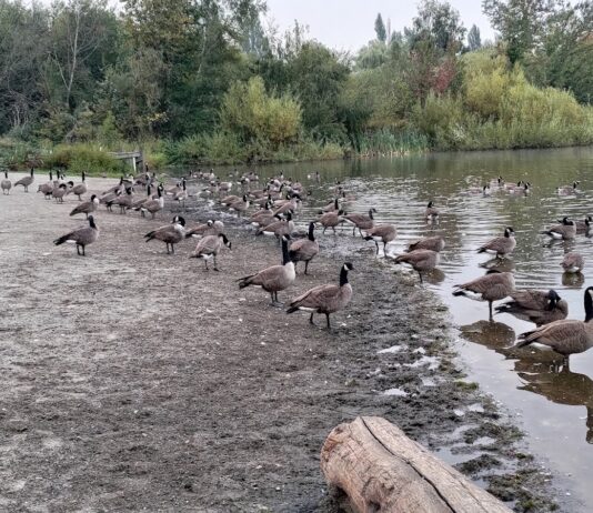 John Hendry Park (Trout Lake Park)