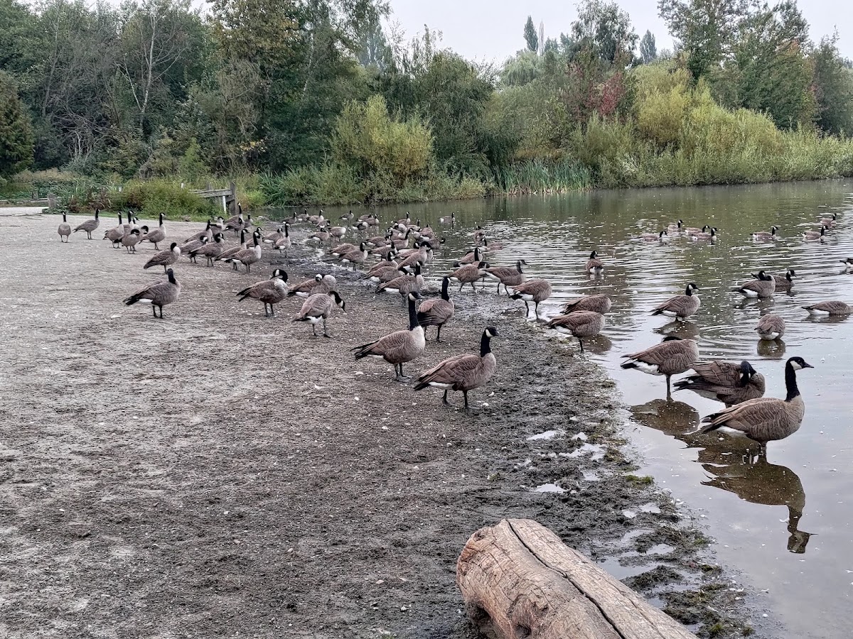 John Hendry Park (Trout Lake Park) — Park